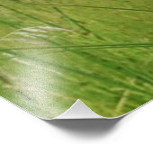 16x20 Satin foto van coyote Foto Afdruk (Hoek)