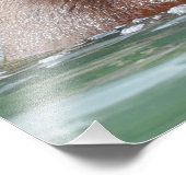 16x20 Satin foto van grizzly beer Afdruk (Hoek)