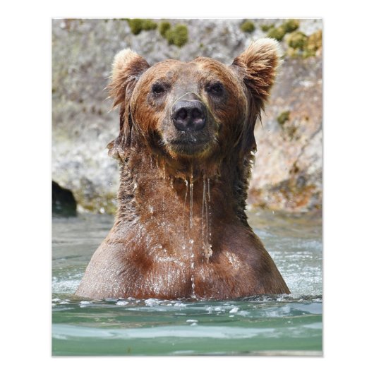 16x20 Satin foto van grizzly beer Foto Afdruk (Voorkant)