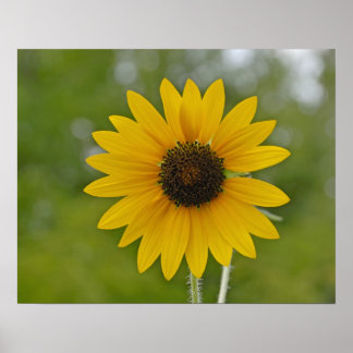 16x20 Single Sunflower Print