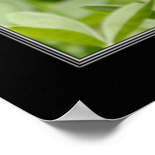 16x20 Texas Blubonnet Flower Poster (Hoek)