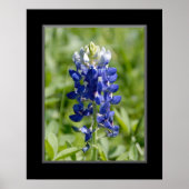 16x20 Texas Blubonnet Flower Poster (Voorkant)