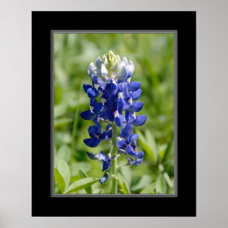 16x20 Texas Blubonnet Flower Poster