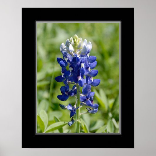 16x20 Texas Blubonnet Flower Poster (Voorkant)