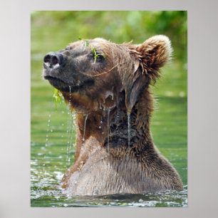 16x20 Value-Poster papier (steen) met grizzly beer Poster