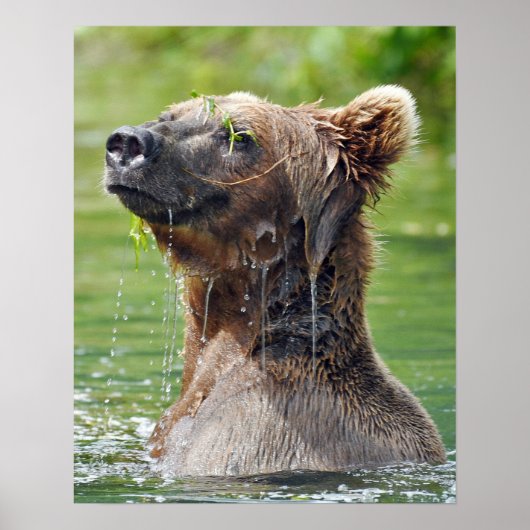16x20 Value-Poster papier (steen) met grizzly beer Poster (Voorkant)