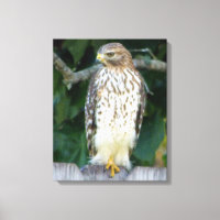 16x20 Verpakt Canvas (Glans) met valk