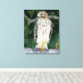 16x20 Verpakt Canvas (Glans) met valk (Insitu (Houten vloer))