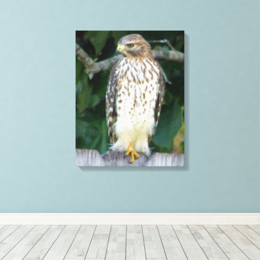 16x20 Verpakt Canvas (Glans) met valk (Insitu (Houten vloer))