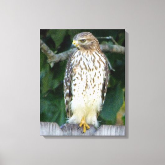 16x20 Verpakt Canvas (Glans) met valk Afdruk (Voorkant)