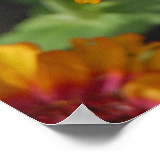 16x24 Indische mandenbloem en vlinder Poster (Hoek)