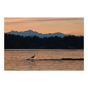 16x24 Sunset on the Olympic Mountains w/a Heron Foto Afdruk