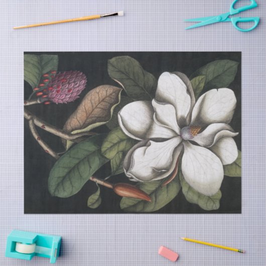  1731 Magnolia Flower Pod-papier Tissuepapier (Craft)