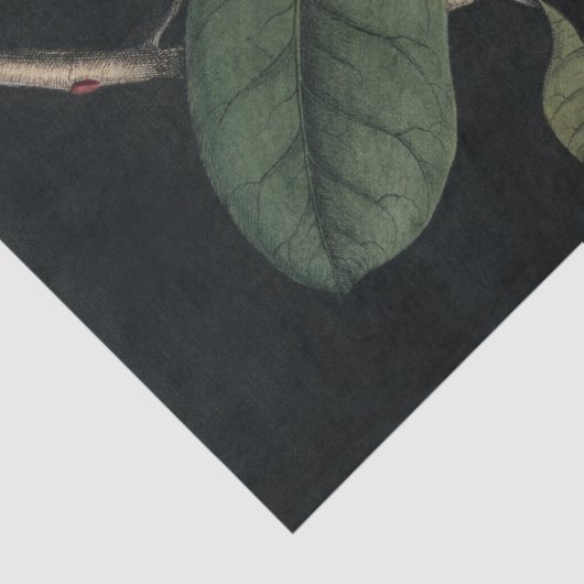  1731 Magnolia Flower Pod-papier Tissuepapier (Detail)