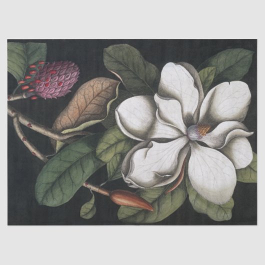  1731 Magnolia Flower Pod-papier Tissuepapier (Voorkant)