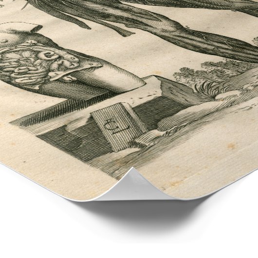  1741 Spieranatomie Afdrukken Poster (Hoek)