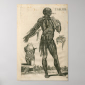  1741 Spieranatomie Afdrukken Poster (Voorkant)