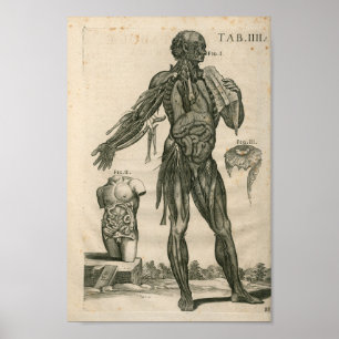  1741 Spieranatomie Afdrukken Poster