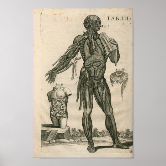 1741 Spieranatomie Afdrukken Poster (Voorkant)