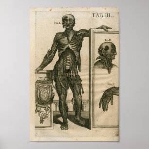  1741 Spieranatomie Afdrukken Poster