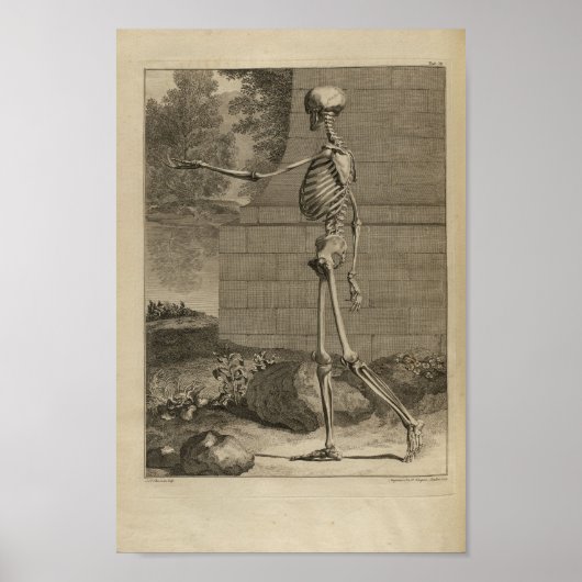 1749 Skeletanatomie Afdrukken Poster (Voorkant)