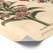 1757 Botanische Flower Art-afdrukken Balsamina Poster (Hoek)