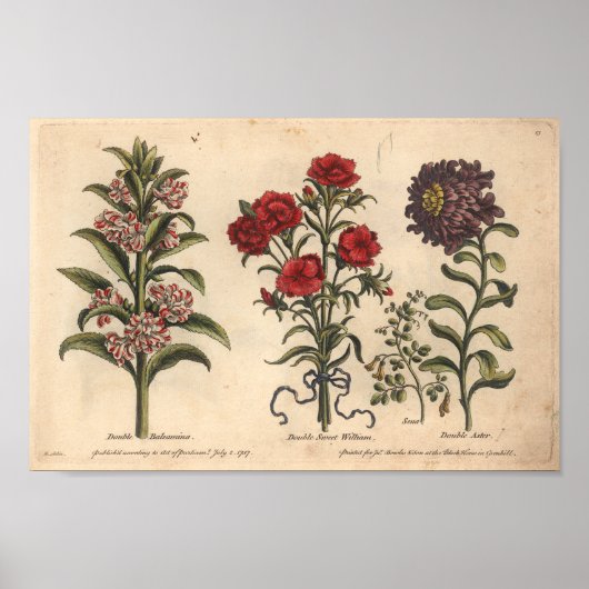 1757 Botanische Flower Art-afdrukken Balsamina Poster (Voorkant)