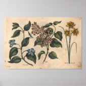 1757 Botanische Flower Art-afdrukken Periwinkle Poster (Voorkant)
