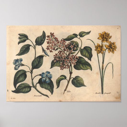 1757 Botanische Flower Art-afdrukken Periwinkle Poster (Voorkant)