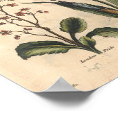 1757 Botanische Flower Art — Blauwe Iris afdrukken Poster (Hoek)