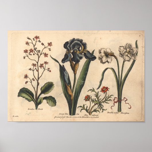 1757 Botanische Flower Art — Blauwe Iris afdrukken Poster (Voorkant)
