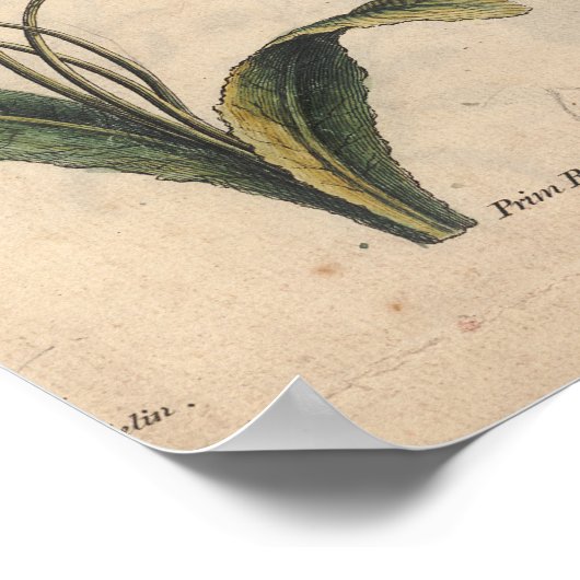 1757 Botanische Flower Art Print PrimeRose (Hoek)