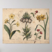 1757 Botanische Flower Art Print PrimeRose (Voorkant)