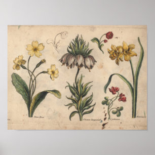 1757 Botanische Flower Art Print PrimeRose