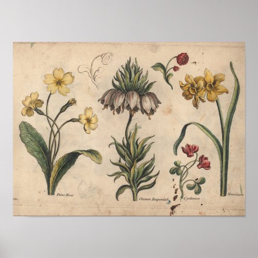 1757 Botanische Flower Art Print PrimeRose (Voorkant)