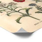 1757 Botanische Flower Art-printerkandytuft Poster (Hoek)