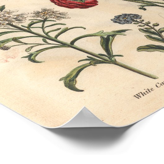 1757 Botanische Flower Art-printerkandytuft Poster (Hoek)