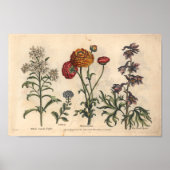 1757 Botanische Flower Art-printerkandytuft Poster (Voorkant)