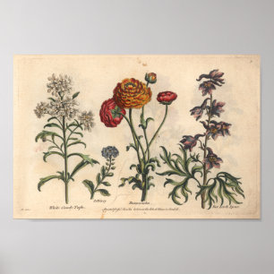 1757 Botanische Flower Art-printerkandytuft Poster