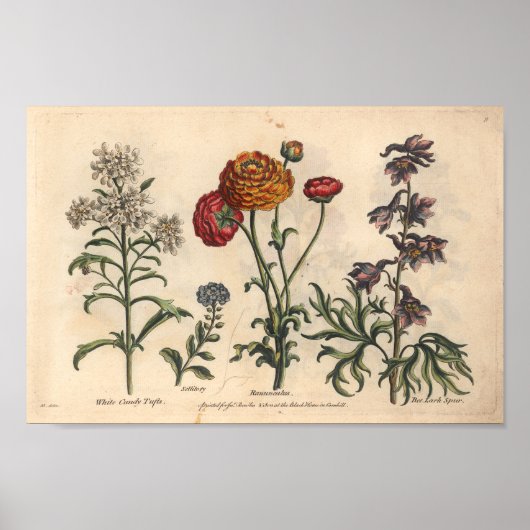 1757 Botanische Flower Art-printerkandytuft Poster (Voorkant)