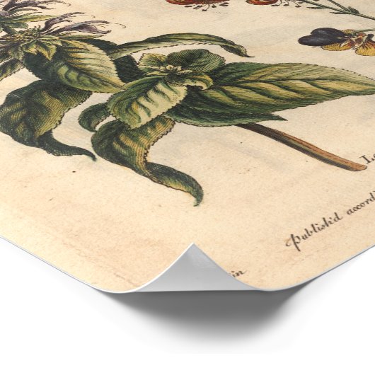 1757 Botanische ventilatorprintanjer Poster (Hoek)