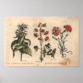 1757 Botanische ventilatorprintanjer Poster (Voorkant)