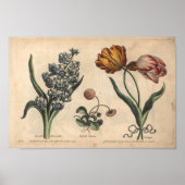 1757 Botanische ventilatorprinttulp Poster (Voorkant)