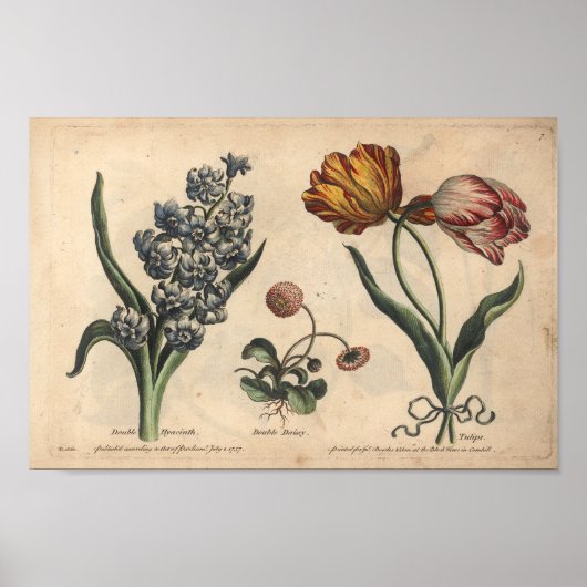 1757 Botanische ventilatorprinttulp Poster (Voorkant)