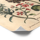 1757 Kunstrozemarijn met botanische ventilator Poster (Hoek)