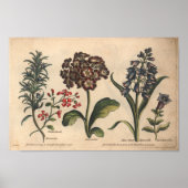 1757 Kunstrozemarijn met botanische ventilator Poster (Voorkant)