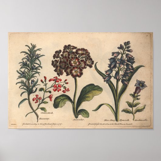 1757 Kunstrozemarijn met botanische ventilator Poster (Voorkant)