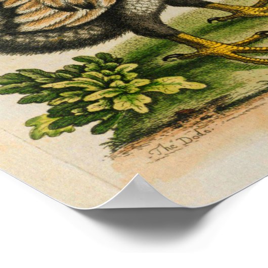 1760 Dodo Bird  Illustration Print (Hoek)