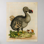 1760 Dodo Bird  Illustration Print (Voorkant)