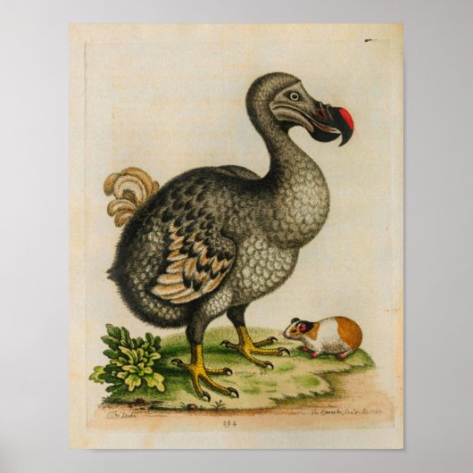 1760 Dodo Bird  Illustration Print (Voorkant)